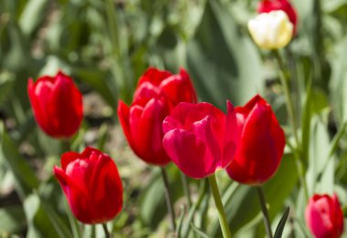 Güzel pembe, kırmızı, beyaz laleler.