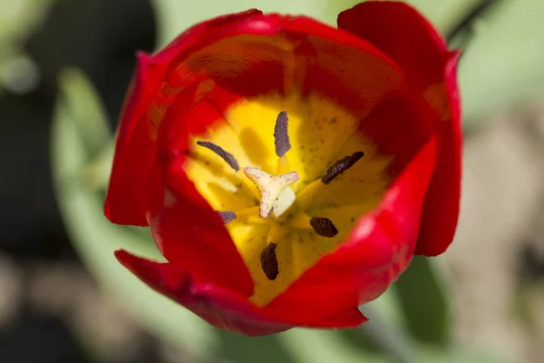 Bud Uma Tulipa Vermelha Close — Fotografia de Stock