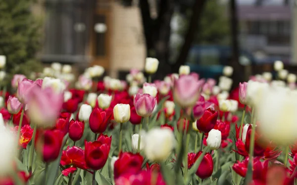 Beautiful pink, red, white tulips.