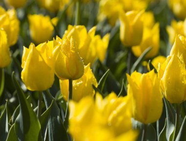 Bahçede büyüyen sarı laleler