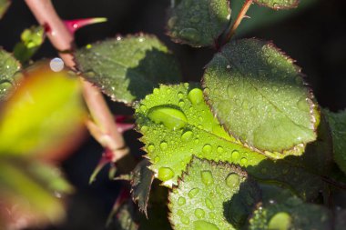 Yeşil yaprağa su damlası
