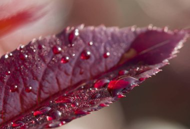 çiy kırmızı bir yaprak üzerinde düşer