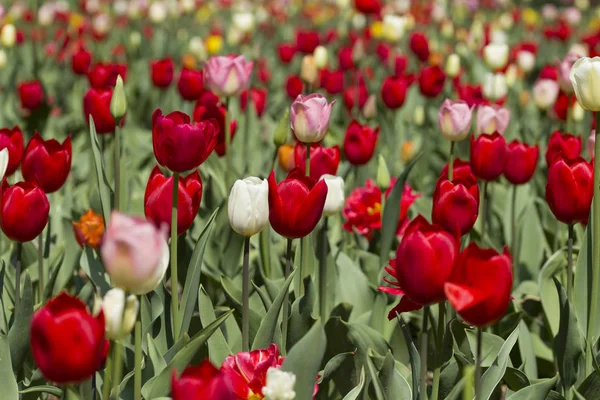 Beautiful pink, red, white tulips.