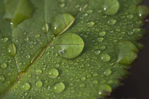 Wassertropfen Auf Grünem Blatt — Stockfoto