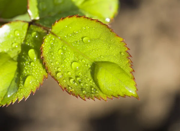 Капли Воды Зеленом Листе — стоковое фото