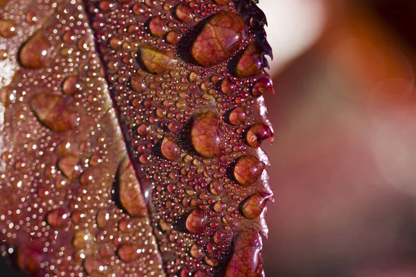 Dew Drops Red Leaf — Stock Photo, Image