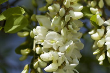 Akasya Çiçeği. Beyaz akasya çiçeği ve yaprakları