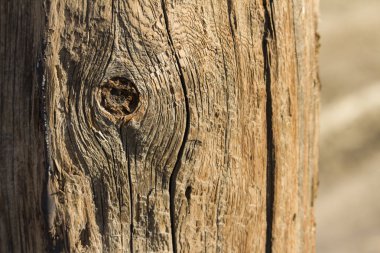 Eski bir çam ağacı gövdesi dokusu