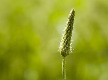 Bahar otu. Doğanın bileşimi.