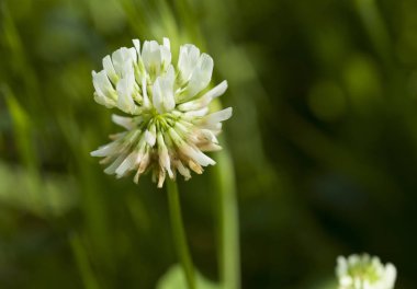 Trifolium tövbe, beyaz yonca, Hollandaca, Ladino yonca 