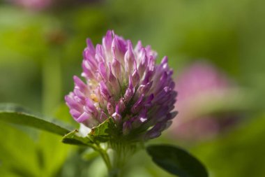  Yonca çiçek yakın çekim yeşil çayır bir arka plan üzerinde