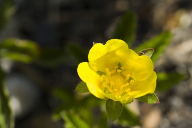 Koyu yeşil arka plan karşı küçük sarı çiçek Makro çekim