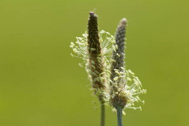 Bahar otu. Doğanın bileşimi.