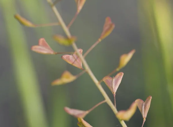 羊飼いの植物袋クローズアップ — ストック写真