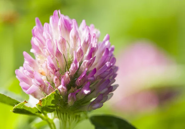 Kleeblume Nahaufnahme Auf Einer Grünen Wiese — Stockfoto