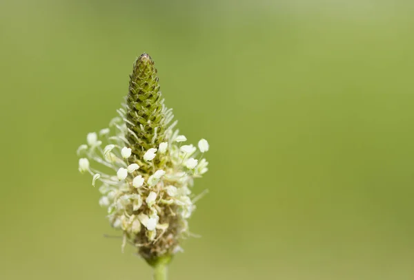 Broto Primavera Composição Natureza — Fotografia de Stock