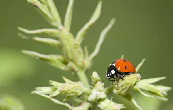 Ladybug Flower Detailed Macro Image Ladybug Green Flower — Stock Photo, Image