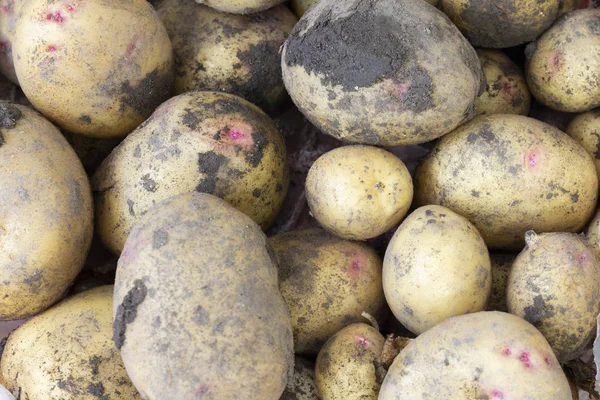 Close up of ripe raw potatoes.fresh potato with traces of earth on the skin, raw potatoes