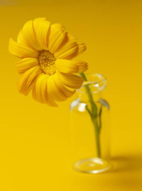 Sarı bir arka plan üzerinde cam kavanozda güzel calendula çiçek . alternatif tıp kavramı. minimalizm tarzı 