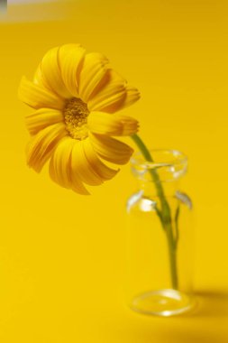 Sarı bir arka plan üzerinde cam kavanozda güzel calendula çiçek . alternatif tıp kavramı. minimalizm tarzı 
