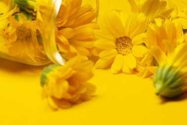 calendula (Calendula officinalis) sarı bir arka plan üzerinde cam bir kavanozda çiçek. Calendula ile arka plan. Şifalı otlar. Yapraklı kadife çiçeği. Alternatif Tıp. 