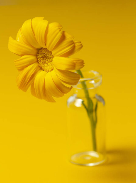 Beautiful calendula flower in glass jar on an yellow background . alternative medicine concept. minimalism style 