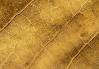 Bir arka plan için kuru kavak yaprakları yakın. Kuru yaprak arka plan. Sarı yaprak lar deseni. Sonbahar sarı yaprak yakın çekim, tasarım için arka plan. Sarı yaprak lar deseni. Kurutulmuş yaprak dokusu. sonbahar arka plan 