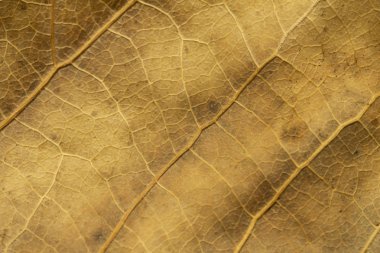 Bir arka plan için kuru kavak yaprakları yakın. Kuru yaprak arka plan. Sarı yaprak lar deseni. Sonbahar sarı yaprak yakın çekim, tasarım için arka plan. Sarı yaprak lar deseni. Kurutulmuş yaprak dokusu. sonbahar arka plan 