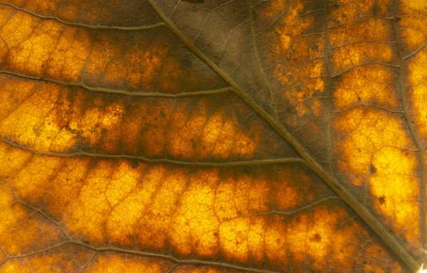 Gros Plan Feuilles Peuplier Sèches Pour Arrière Plan Feuilles Jaunes — Photo