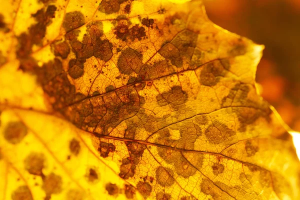 Close up of dry poplar leaves for a background.Dry leaf background. Yellow leaves pattern.Autumn yellow leaf close-up, background for design. Yellow leaves pattern. Dried leaf texture. autumn background