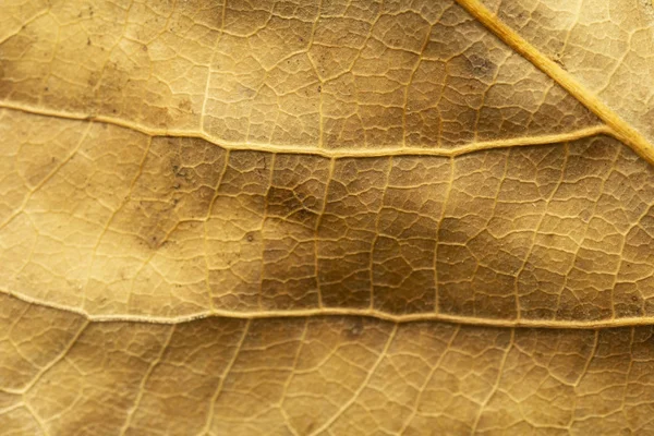 Close up of dry poplar leaves for a background.Dry leaf background. Yellow leaves pattern.Autumn yellow leaf close-up, background for design. Yellow leaves pattern. Dried leaf texture. autumn background