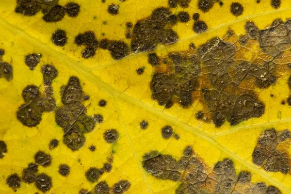 Gros Plan Feuilles Peuplier Sèches Pour Arrière Plan Feuilles Jaunes — Photo