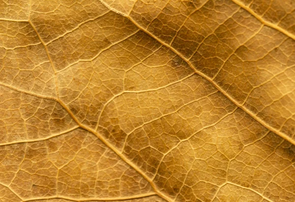 Gros Plan Feuilles Peuplier Sèches Pour Arrière Plan Feuilles Jaunes — Photo