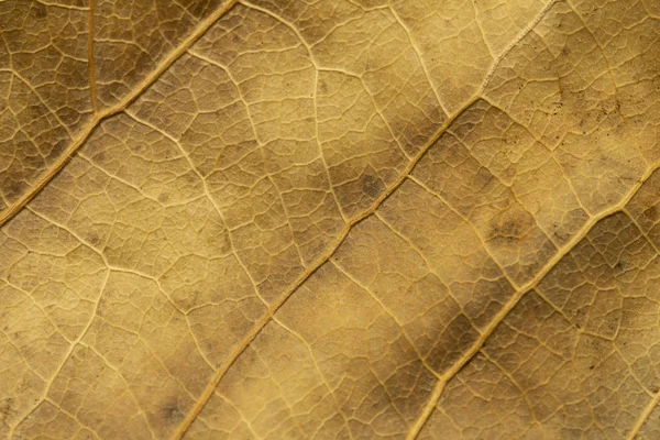 背景のための乾燥したポプラの葉のクローズアップ ドライリーフの背景 黄色の葉模様 秋の黄色い葉クローズアップ デザインの背景 黄色の葉模様 乾燥した葉の質感 秋の背景 — ストック写真