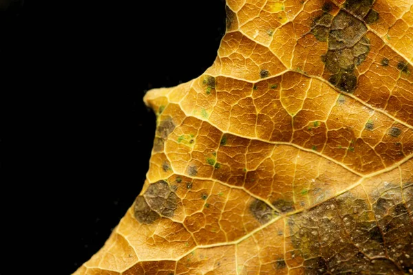 Закрыть Сухие Листья Тополя Фона Сухой Лист Фона Желтые Листья — стоковое фото