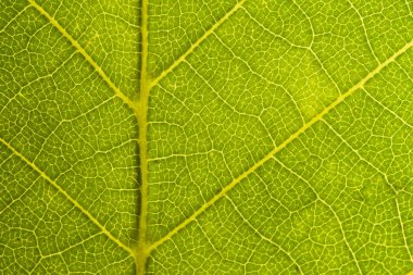 Yeşil yaprak Dikişsiz doku. Detay yakın görüntü yaprak makro Dikişsiz doku deseni. Makro yakın çekim yaprak, yeşil yaprak arka plan dokusu. Doğa kaydetmek kavramı 