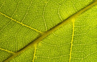 Yeşil yaprak Dikişsiz doku. Detay yakın görüntü yaprak makro Dikişsiz doku deseni. Makro yakın çekim yaprak, yeşil yaprak arka plan dokusu. Doğa kaydetmek kavramı 