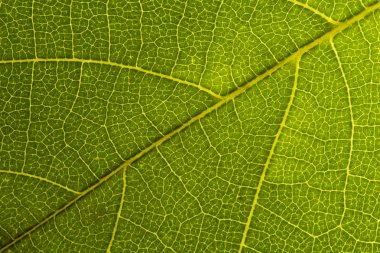 Yeşil yaprak Dikişsiz doku. Detay yakın görüntü yaprak makro Dikişsiz doku deseni. Makro yakın çekim yaprak, yeşil yaprak arka plan dokusu. Doğa kaydetmek kavramı 