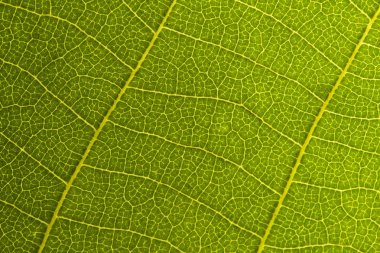 Yeşil yaprak Dikişsiz doku. Detay yakın görüntü yaprak makro Dikişsiz doku deseni. Makro yakın çekim yaprak, yeşil yaprak arka plan dokusu. Doğa kaydetmek kavramı 