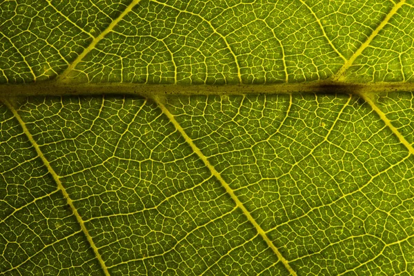 Green leaf seamless texture. Detail close image leaf macro seamless texture pattern. Macro close-up of leaf, Green leaf background texture. nature save concept