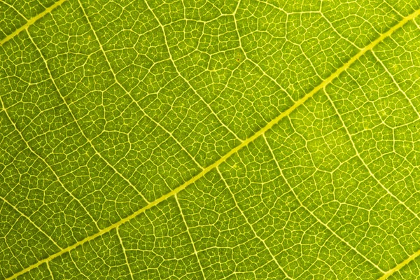 매끄러운 이미지 매크로 원활한 텍스처 나뭇잎 텍스처의 매크로 클로즈업 — 스톡 사진