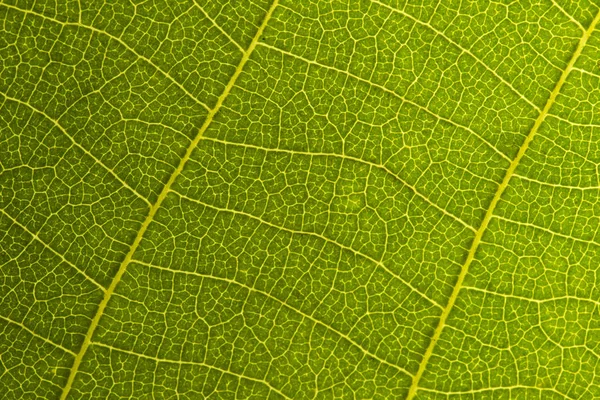 Grüne Blatt Nahtlose Textur Detail Schließen Bild Blatt Makro Nahtlose — Stockfoto