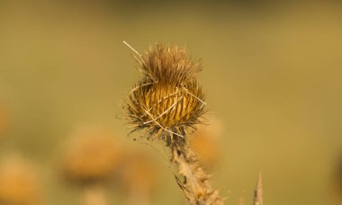 alanda sarı Dulavratotu, Kuru Dulavratotu