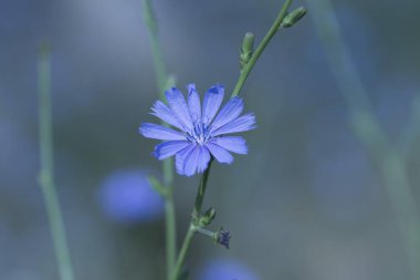 mavi-Lila çiçekler hindiba yakın çekim. Ortak hindiba, Cichorium intybus, çiçekte. İnulin doğal kaynağı
