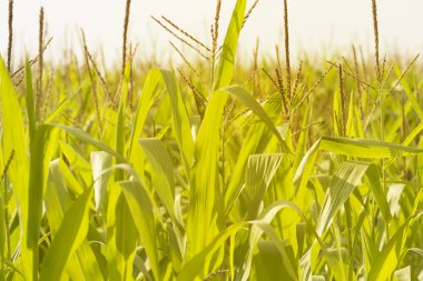 ekili tarım çiftliği alanında mısır fidesi. Tam yetişkin mısır bitkileri. Mısır tarlasının kapatılması