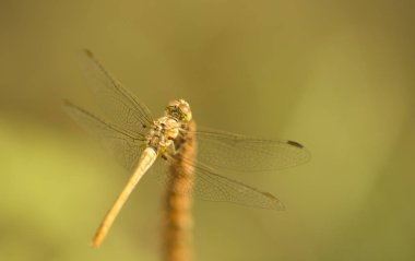  Dragonfly On A Stick Close Up Fotoğraf