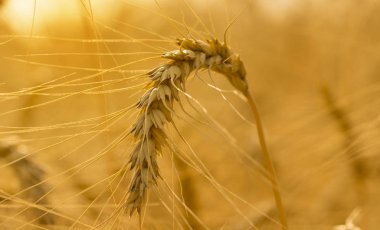   Olgun buğday çiftlik alanında yakın . Altın buğdayın kulakları yakın. Güzel Doğa Gün batımı Manzara. Çayır buğday tarlasının olgunlaşma kulaklarının arka planı.
