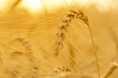   Olgun buğday çiftlik alanında yakın . Altın buğdayın kulakları yakın. Güzel Doğa Gün batımı Manzara. Çayır buğday tarlasının olgunlaşma kulaklarının arka planı.