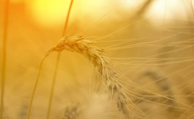   Olgun buğday çiftlik alanında yakın . Altın buğdayın kulakları yakın. Güzel Doğa Gün batımı Manzara. Çayır buğday tarlasının olgunlaşma kulaklarının arka planı.