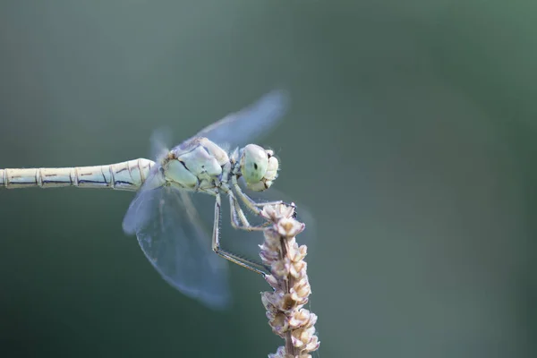 Dragonfly Nature Wing Covers Eye Soft Focus Selective Focus Beautiful — Stock Photo, Image